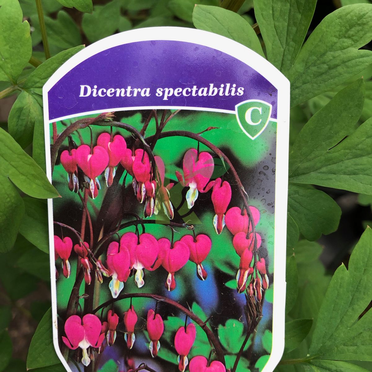 Dicentra spectabilis (Serduszka okazałe)