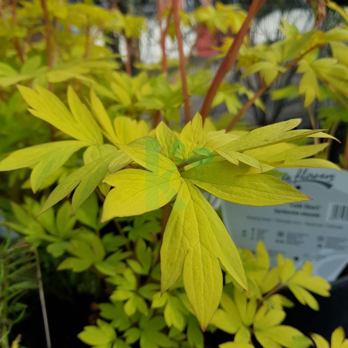 Dicentra spectabilis `Gold Heart` (Serduszka okazałe)