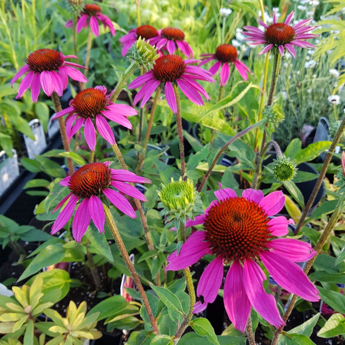 Echinacea `Amazing Dream` (Jeżówka)