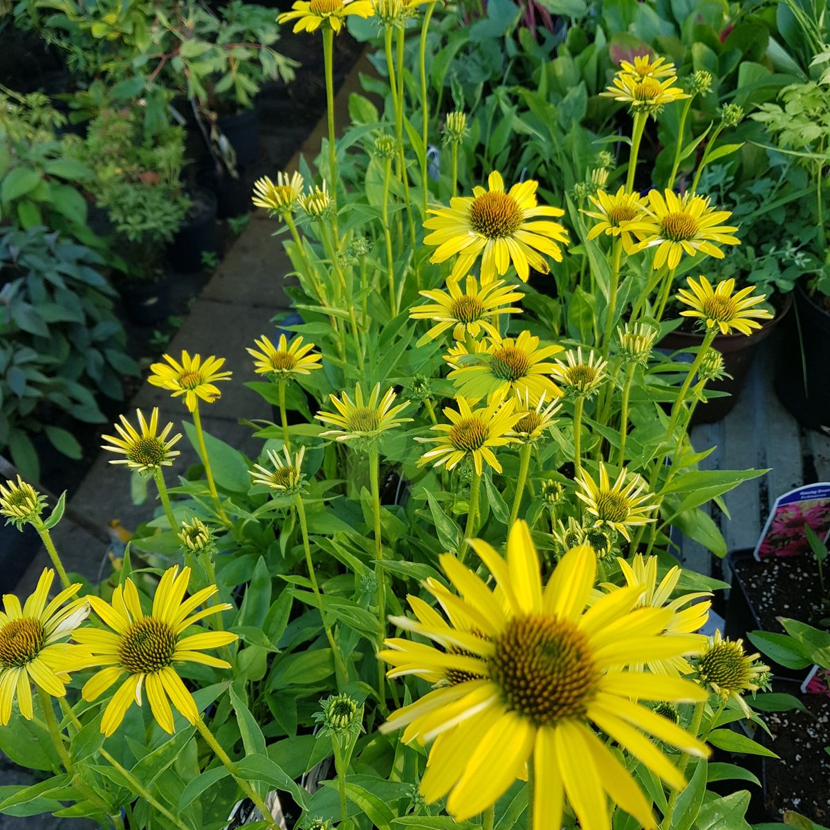 Echinacea `Cleopatra` (Jeżówka)