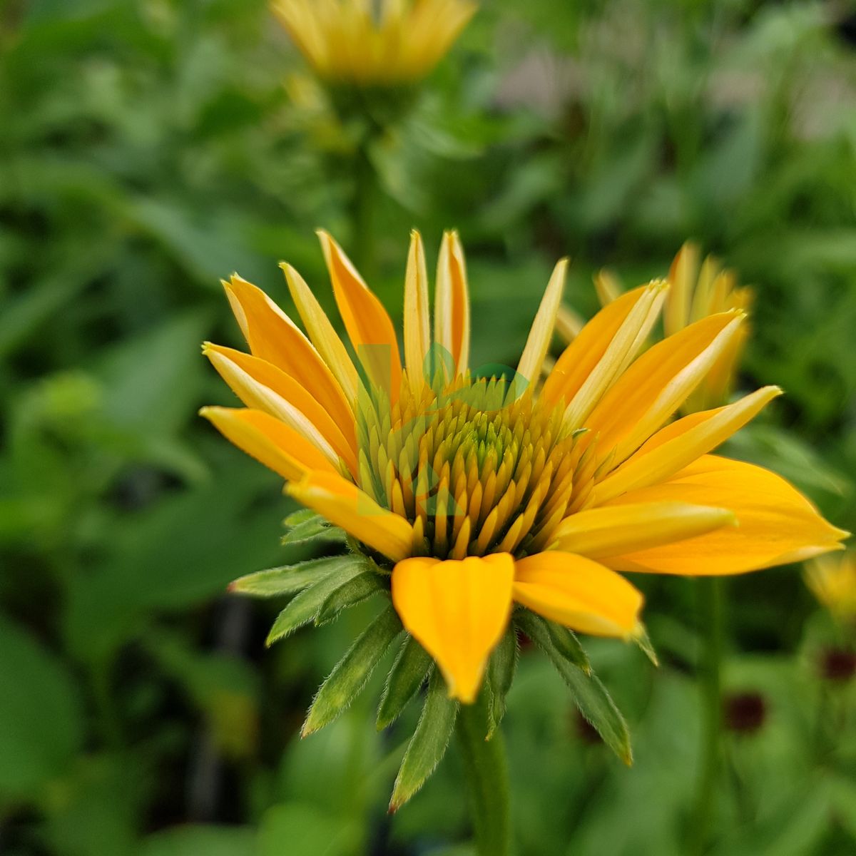 Echinacea purpurea `Cheyenne Spirit` (Jeżówka purpurowa)