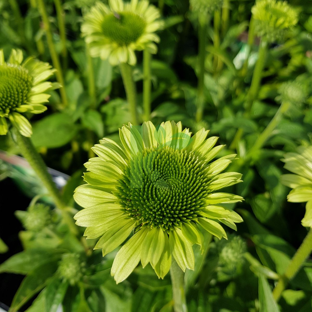 Echinacea purpurea `Green Jewel` (Jeżówka purpurowa)