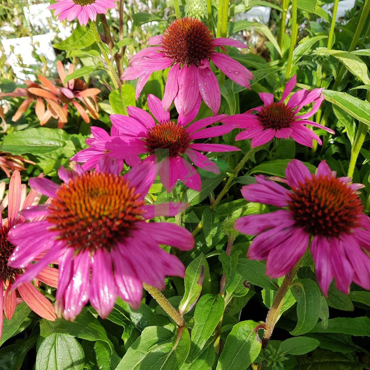 Echinacea purpurea `PowWow Pink` (Jeżówka purpurowa)