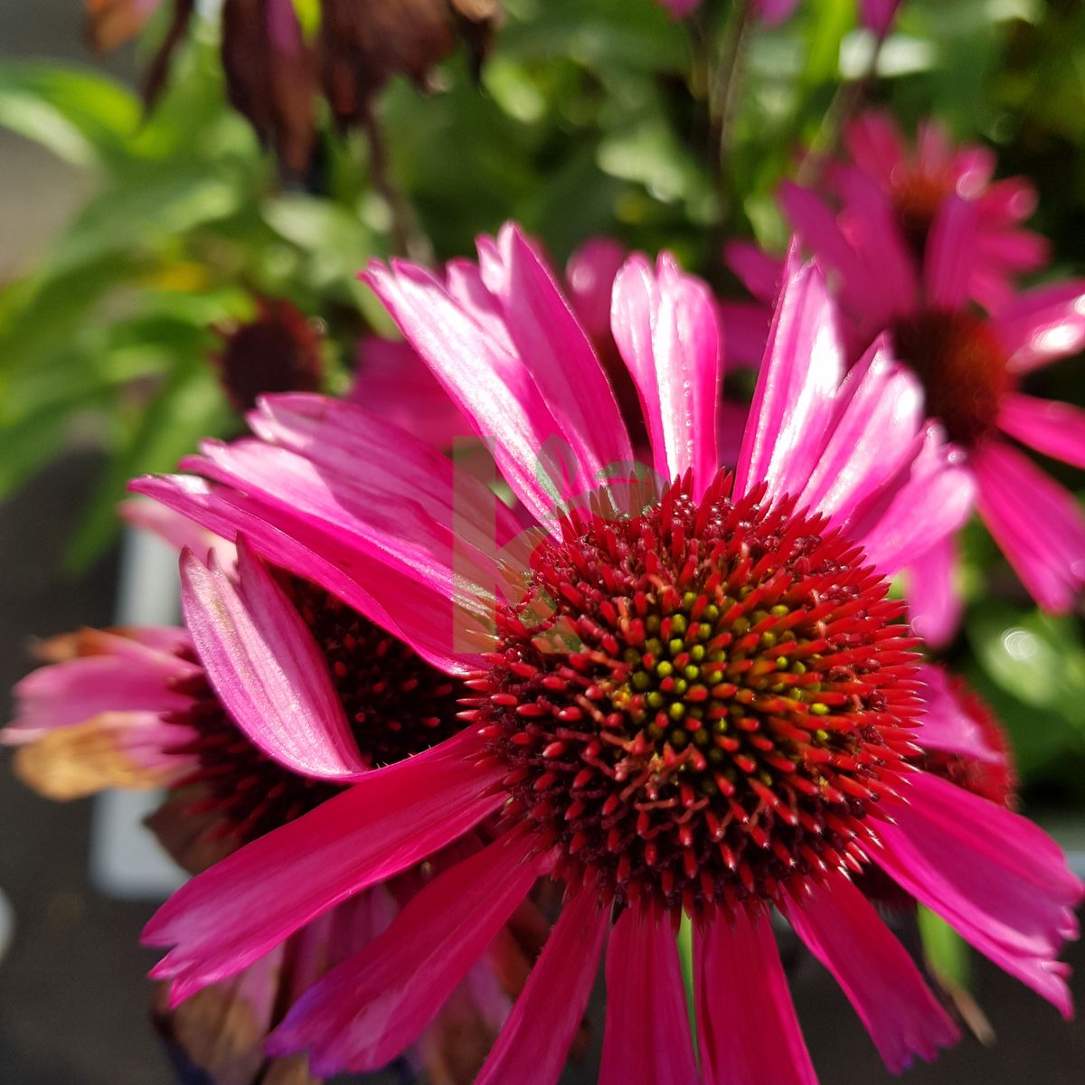 Echinacea purpurea `Sensation Pink` (Jeżówka purpurowa)