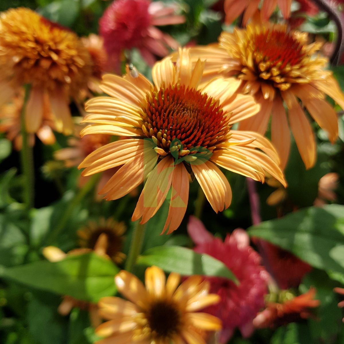 Echinacea purpurea `Supreme Cantaloupe` (Jeżówka purpurowa)