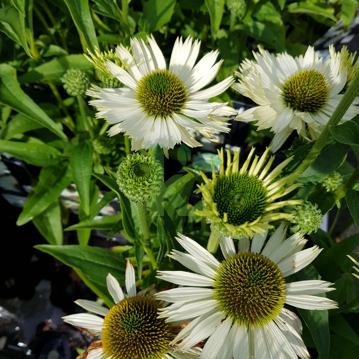 Echinacea purpurea `Virgin` (Jeżówka purpurowa)