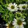 Echinacea purpurea `Virgin` (Jeżówka purpurowa)