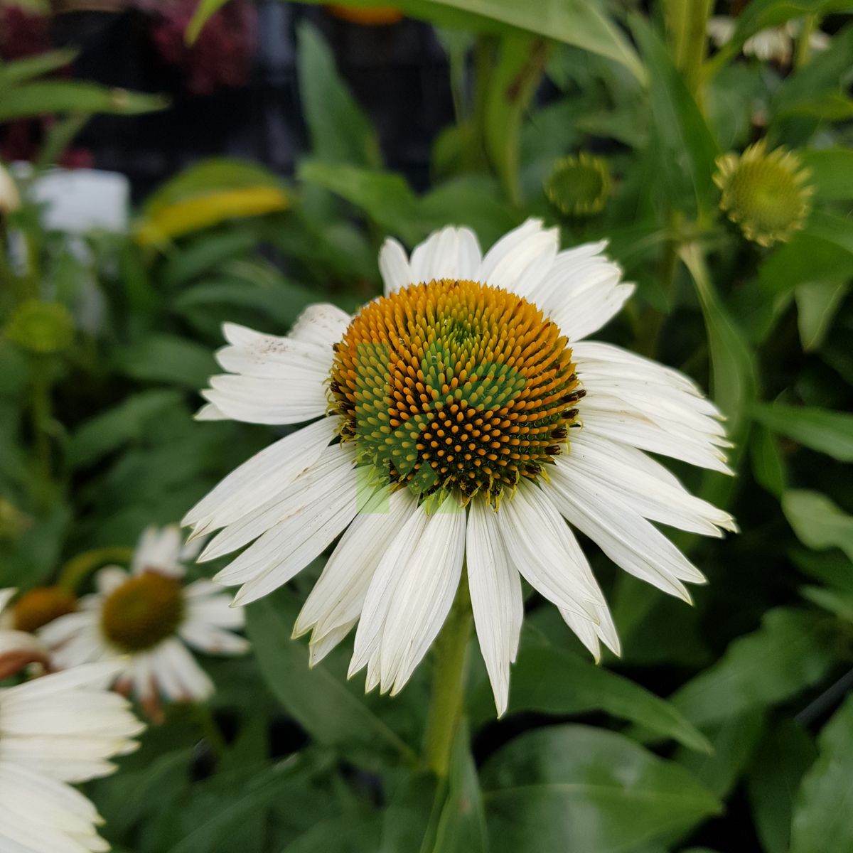 Echinacea purpurea `White Meditation` (Jeżówka purpurowa)