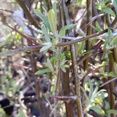 Elaeagnus angustifolia (Oliwnik wąskolistny)