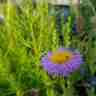 Erigeron speciosus `Rosa Jewel` (Przymiotno okazałe)