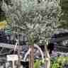 Eucalyptus gunnii (Eukaliptus)