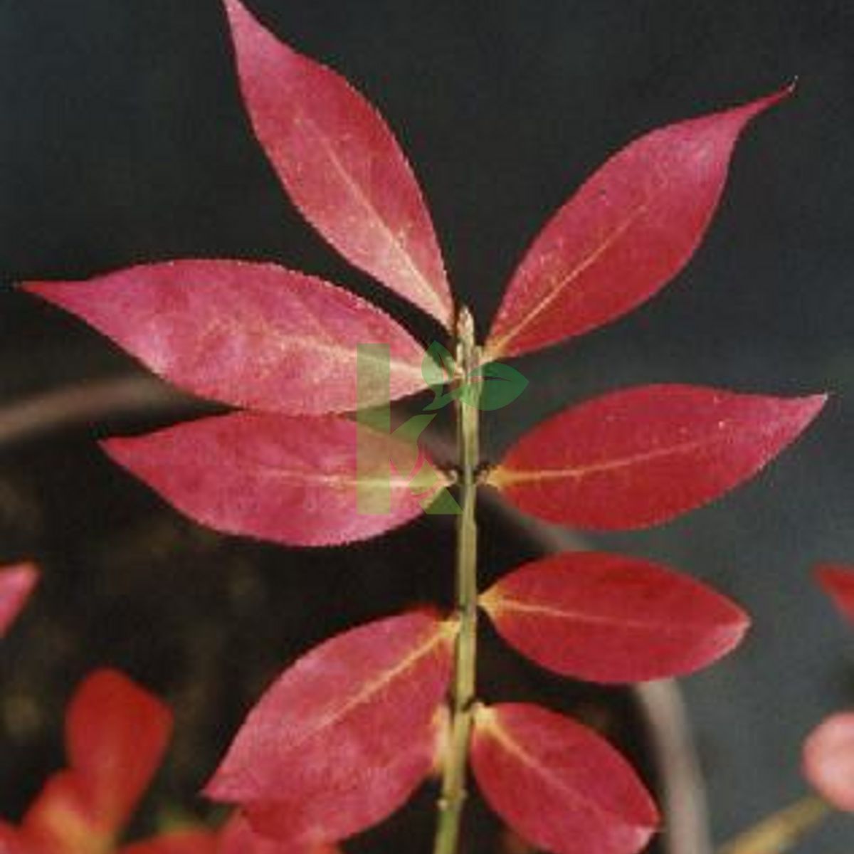 Euonymus alatus (Trzmielina oskrzydlona)