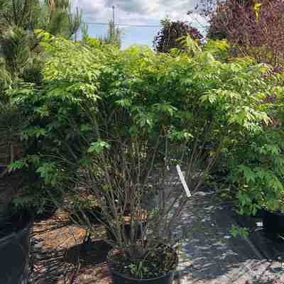 Euonymus alatus `Compacta` (Trzmielina oskrzydlona)