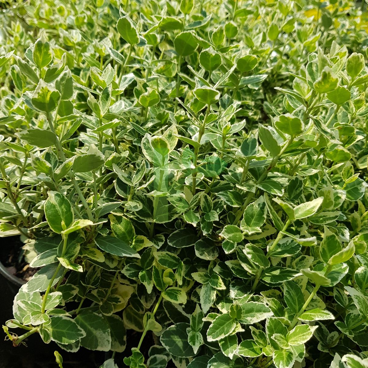 Euonymus fortunei `Emerald Gaiety` (Trzmielina Fortune'a)