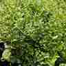 Euonymus fortunei `Emerald Gaiety` (Trzmielina Fortune'a)