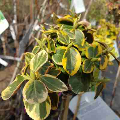 Euonymus fortunei `Emerald 'n' Gold` (Trzmielina Fortune'a)