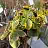 Euonymus fortunei `Emerald 'n' Gold` (Trzmielina Fortune'a)