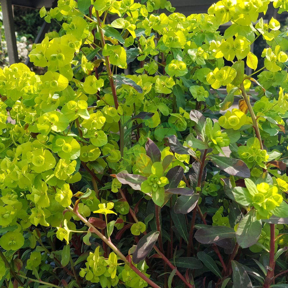 Euphorbia amygdaloides (Wilczomlecz migdałolistny)