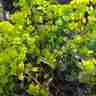 Euphorbia amygdaloides (Wilczomlecz migdałolistny)