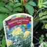 Euphorbia polychroma `Lacy` (Wilczomlecz złocisty)
