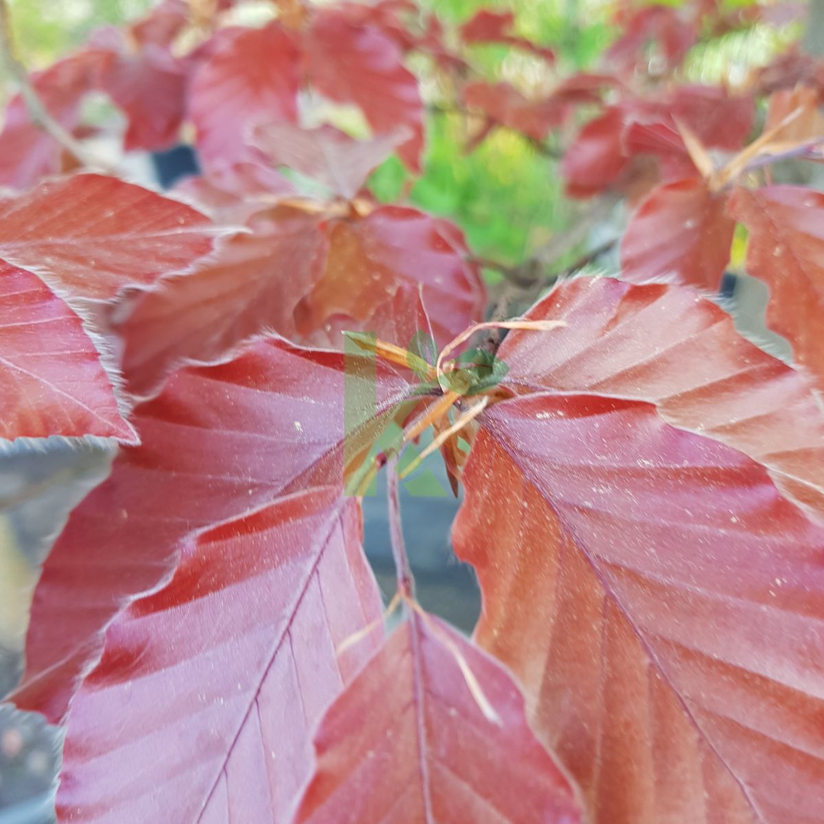 Fagus sylvatica `Dawyck Purple` (Buk pospolity)