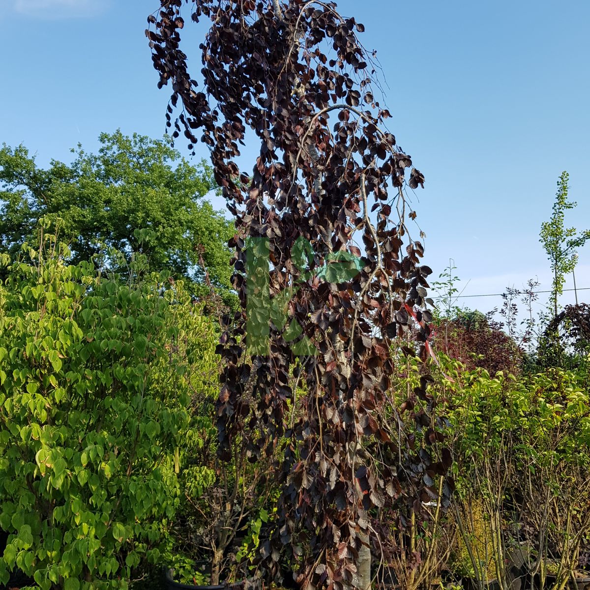 Fagus sylvatica `Purple Fountain` (Buk pospolity)