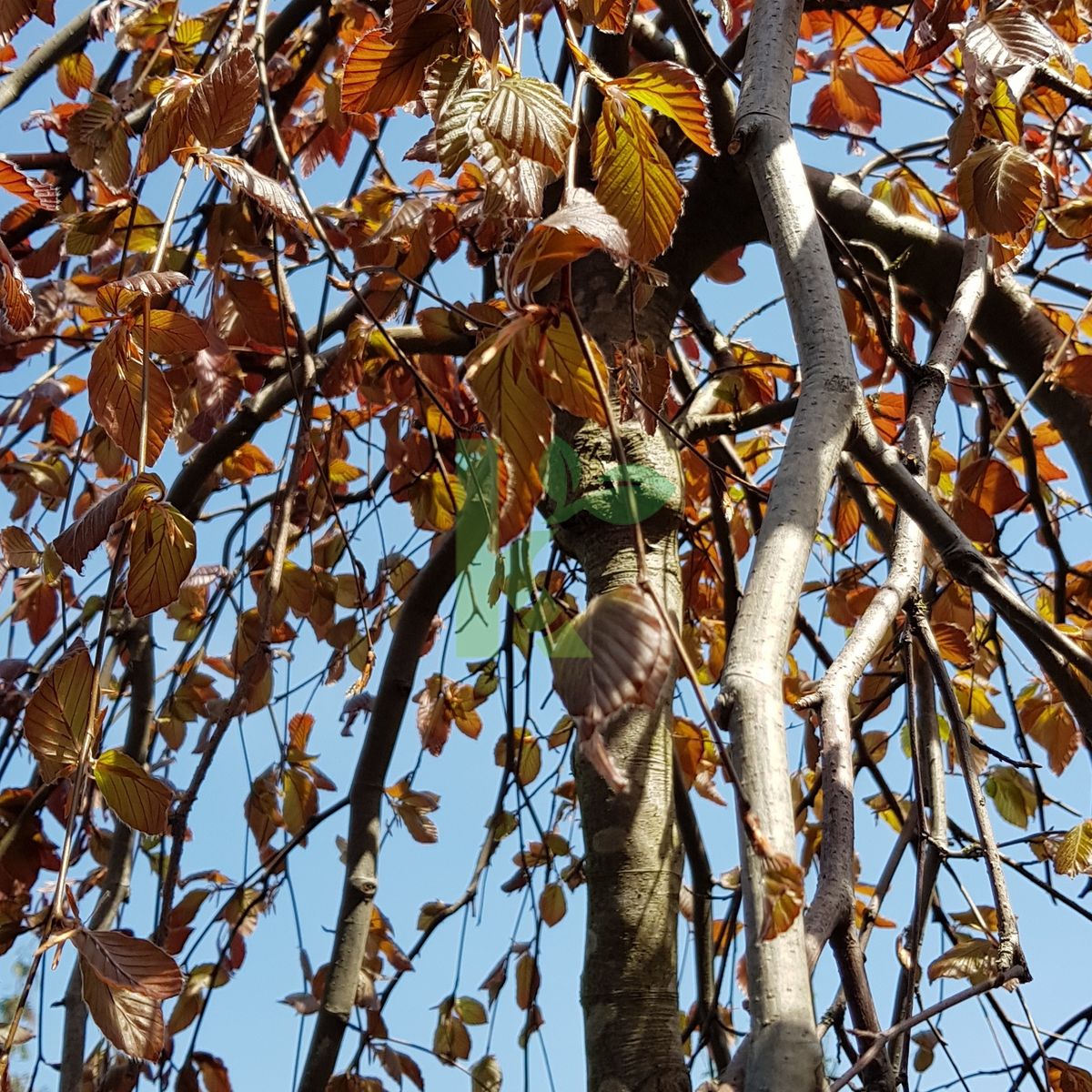 Fagus sylvatica `Purpurea Pendula` (Buk pospolity)