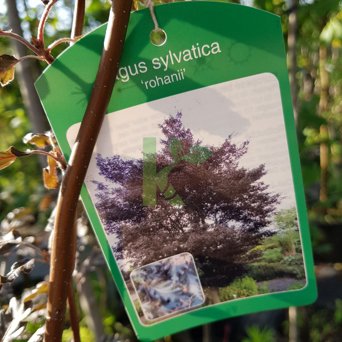 Fagus sylvatica `Rohanii` (Buk pospolity)