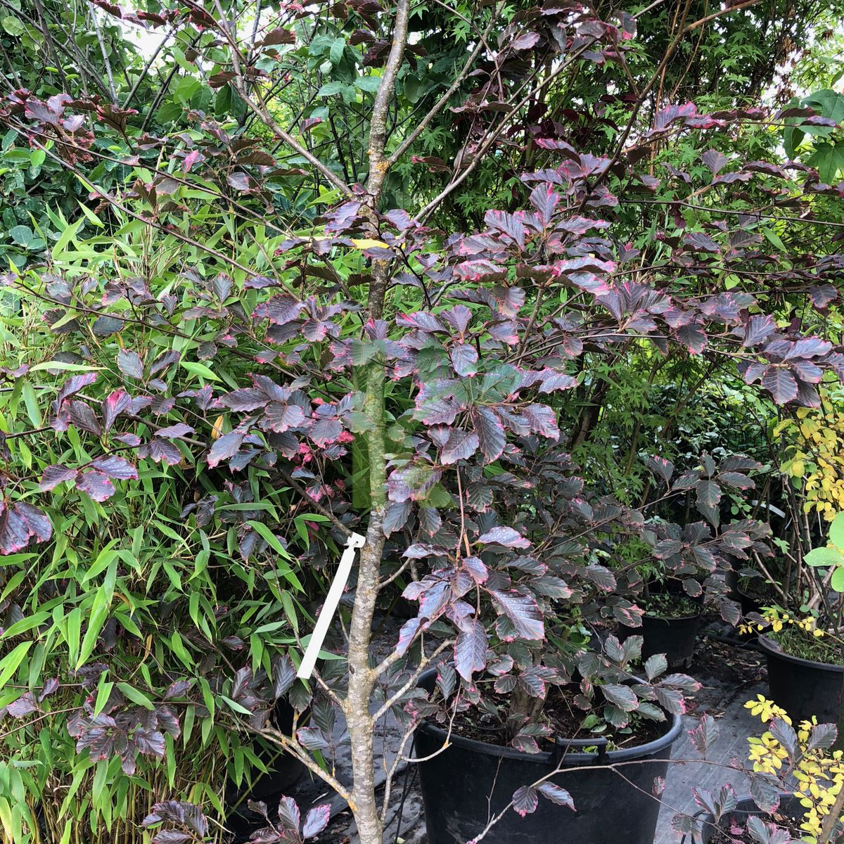 Fagus sylvatica `Tricolor` (Buk pospolity)