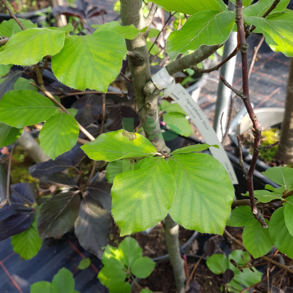 Fagus sylvatica `Zlatia` (Buk pospolity)