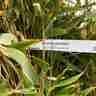 Fargesia murielae (Fargesia parasolowata)