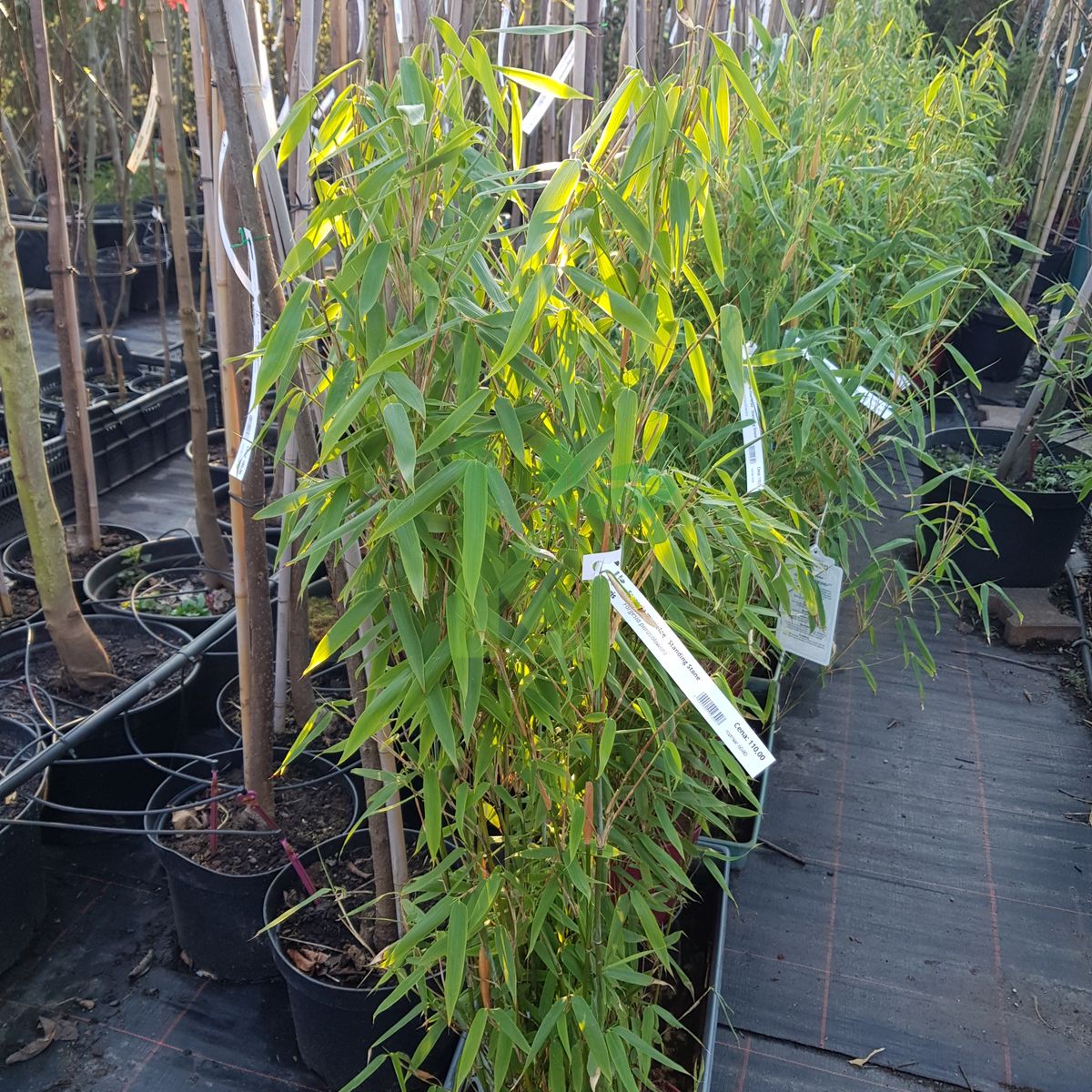gummibaum haltung Gummibaum (Ficus elastica) 'Robusta' kaufen