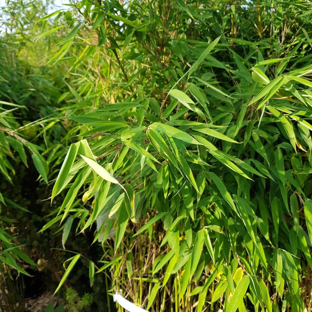 Fargesia spathacea `Ivory Ibis` (Fargesia spathacea)