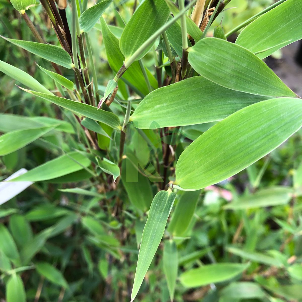 Fargesia spathacea `Red Zebra` (Fargesia spathacea) | Kaczergis