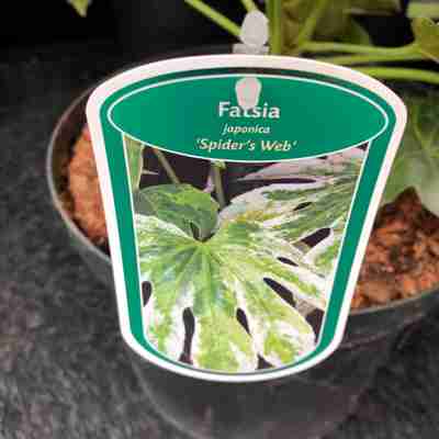 Fatsia japonica `Spider's Web` (Fatsja japońska)