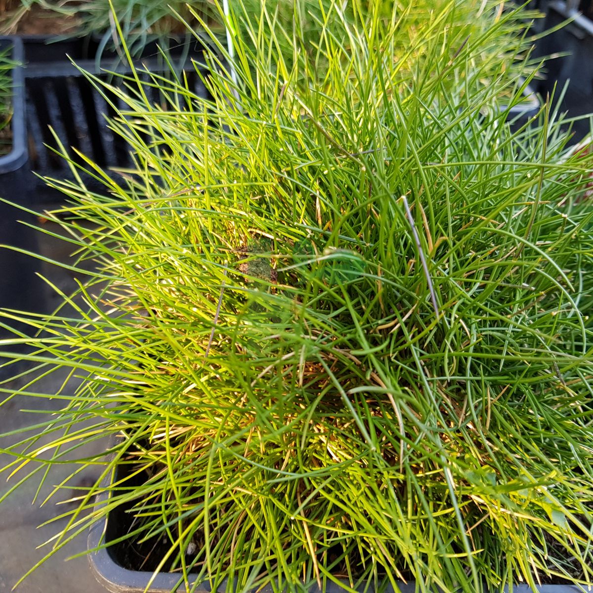 Festuca gautieri `Pic Carlit` (Kostrzewa Gautiera)