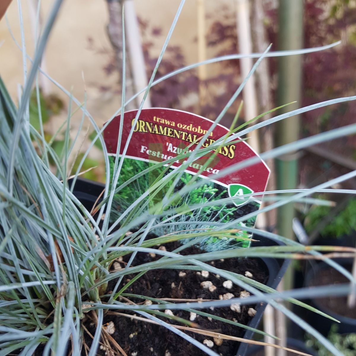 Festuca glauca `Azurit` (Kostrzewa sina)