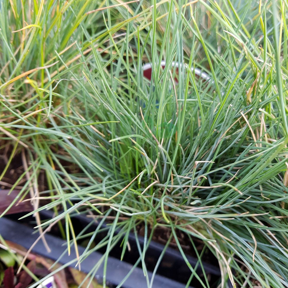 Festuca glauca `Blauglut` (Kostrzewa sina)