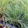 Festuca glauca `Blauglut` (Kostrzewa sina)