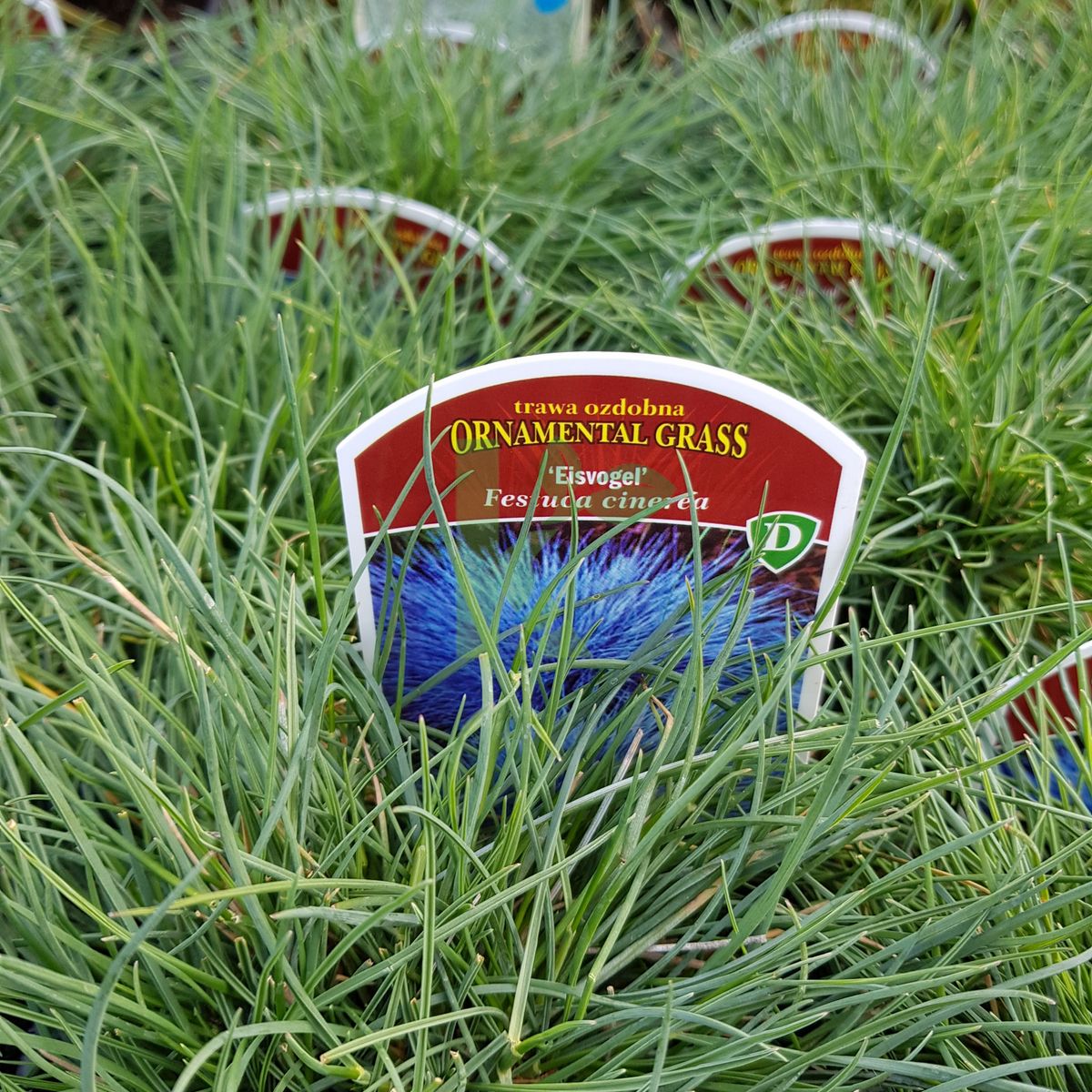 Festuca glauca `Eisvogel` (Kostrzewa sina)