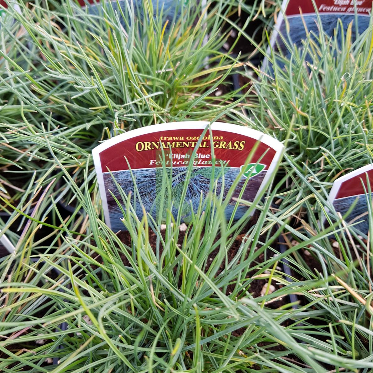 Festuca glauca `Elijah Blue` (Kostrzewa sina)