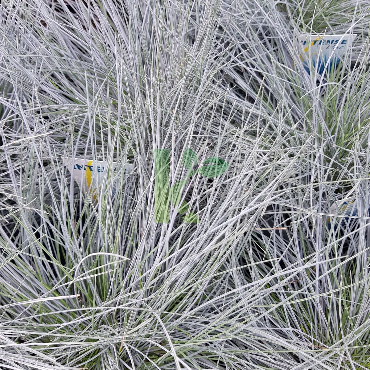 Festuca glauca `Intense Blue` (Kostrzewa sina)