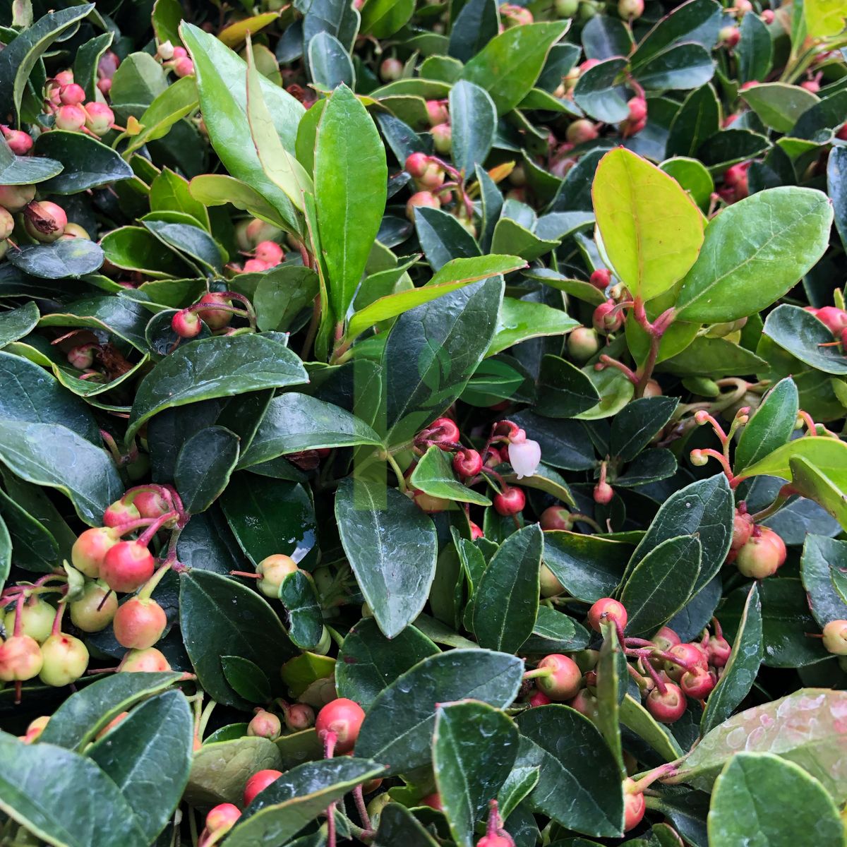 Gaultheria procumbens (Golteria rozesłana)