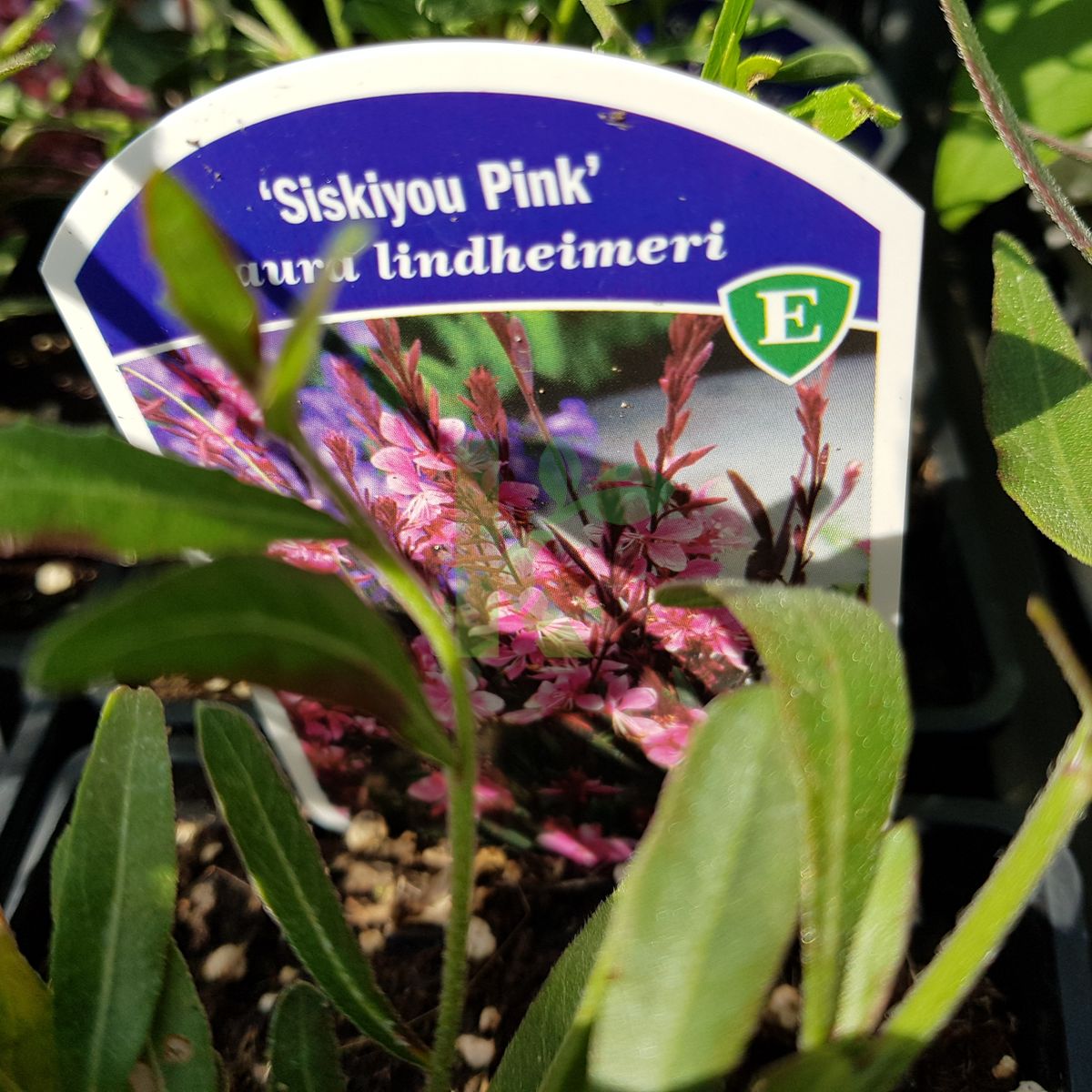 Gaura lindheimeri `Siskiyou Pink` (Gaura Lindheimera)