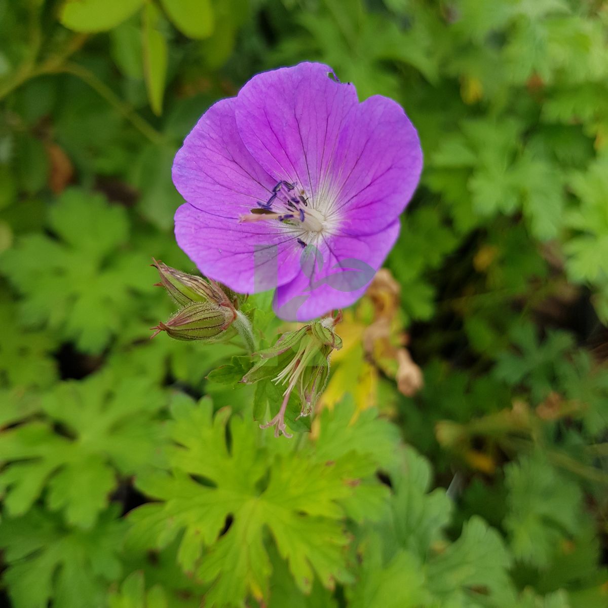 Geranium himalayense `Gravetye` (Bodziszek himalajski)