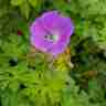 Geranium himalayense `Gravetye` (Bodziszek himalajski)