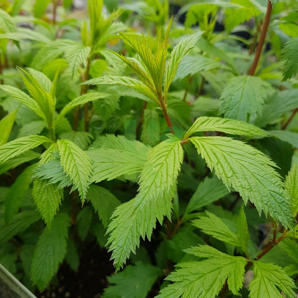 Gillenia trifoliata (Gillenia trójlistna)