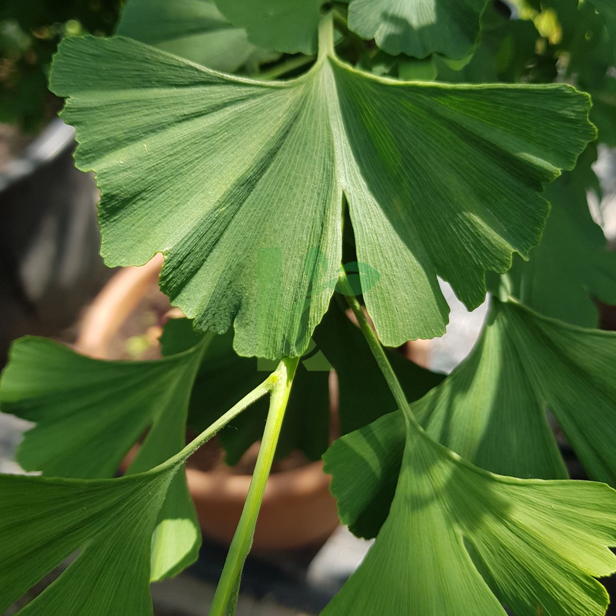 Ginkgo biloba `Baldi` (Miłorząb dwuklapowy)