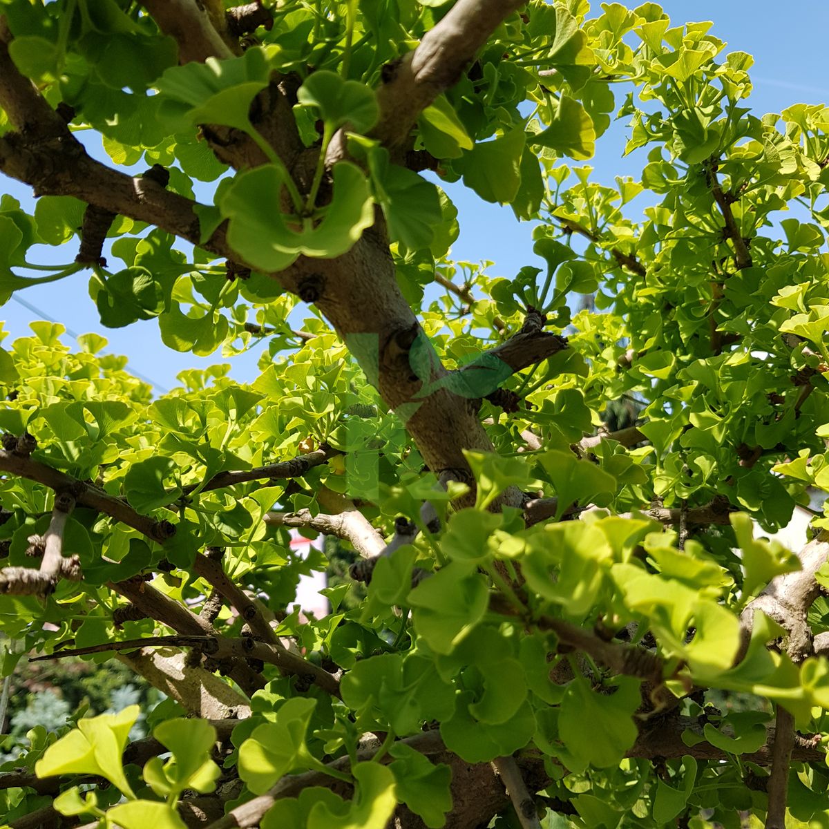 Ginkgo biloba `Mariken` (Miłorząb dwuklapowy)