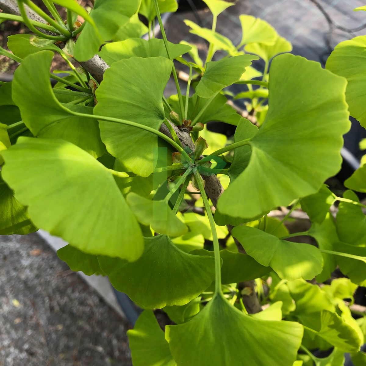 Ginkgo biloba `Mayfield` (Miłorząb dwuklapowy)